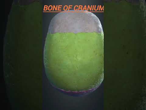 bones of the cranium. #anatomy #medicosphere#physiology #3d #medical  #medicos #human anatomy #skull