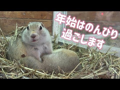 むちむちでかわいいリチャードソンジリス達（熱帯倶楽部　東川口本店）