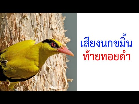 เสียงนกขมิ้นท้ายทอยดำ Black-naped Oriole (Oriolus chinensis) 2021