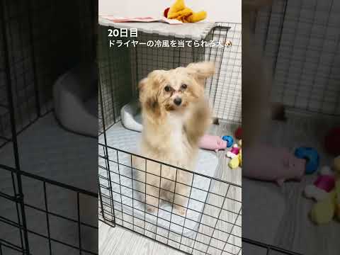 20日目　雨のお散歩で足元濡れてたので乾かしてやったら