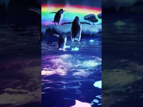 Penguin’s Magical Rainbow Pond Jump! 🌈🐧💦 #Shorts