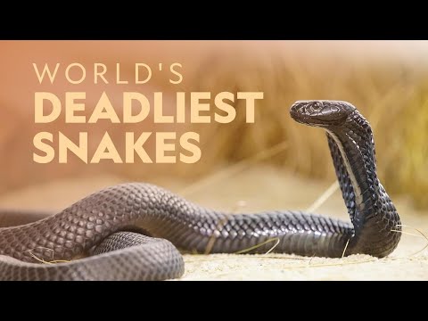 Top 10 snake. #tamil #snake #snakevideo #trending #trend #tamilstatus #india #cobra #tamilstatus