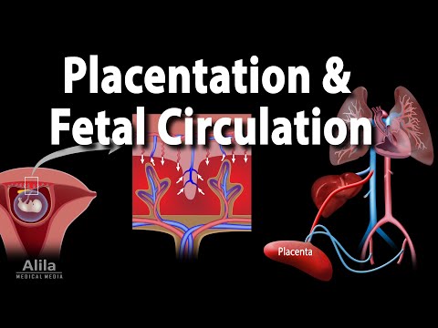 Embryology: Development of the Placenta and Fetal Circulation, Animation