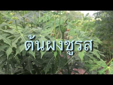 พามาเบิ่งหลังสวนหลังบ้านครับ #เลี้ยงไก่ไข่ #เลี้ยงเป็ด # ไก่ไข่อินทรีย์ #เกษตรพอเพียง