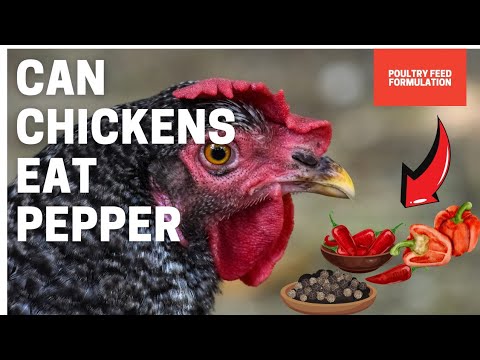 Spicing Up Chicken Diets: Can Chickens Eat Peppers!