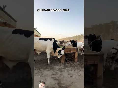 Ma Sha Allah beautiful#cow #cattle #animals #farming #bull #bakramandi #bakraeid #viral #bakraeid