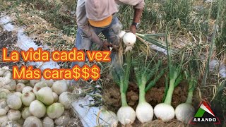 Una rapidez en corte de cebolla