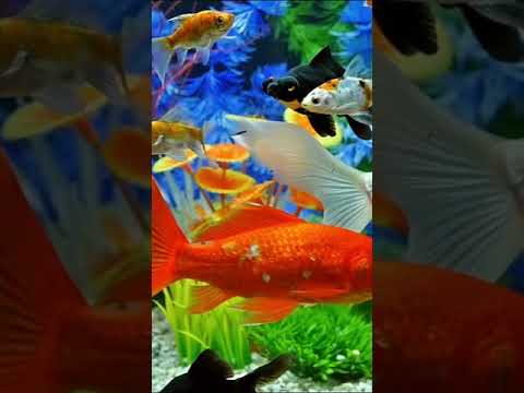 4K Ultra HD Underwater landscapes Calm music Relaxing your Body and Soul.
