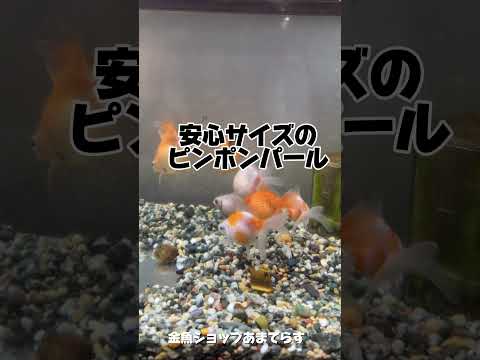 金魚20匹お引取りしました！金魚の引き取り先をお探しの方いましたら是非当店にご相談下さい！金魚ショップあまてらす