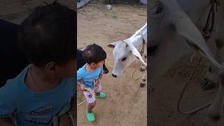 क्युट❤️ गौरी🙏#babycow​ #shortsfeed​ #calf​ #shortvideo​ # #trending​...morecow videos cow video...mo