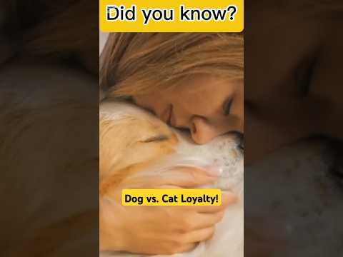 Dogs vs. Cats: Who's More Loyal? 🐶🐾😺