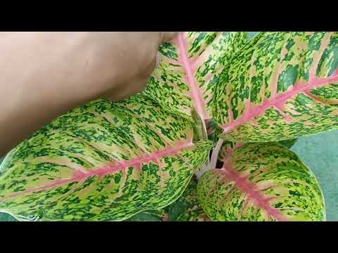 อโกนีมา รวย9ชั้น Aglaonema Rich 9 floors