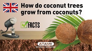 How do coconut trees grow from coconuts? Plant life cycle!  | (EN)