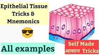 Epithelial Tissue Mnemonics | Functions & Examples Tricks | Animal Tissue | NEET biology | MTG