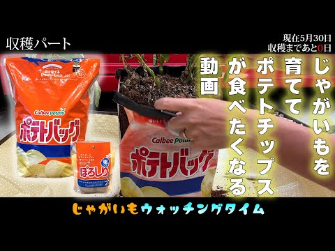 【袋栽培】カルビーポテトバッグを育ててみました！家庭菜園｜初心者
