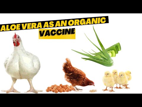Benefits of aloe vera as an organic vaccine for poultry #poultryfarming