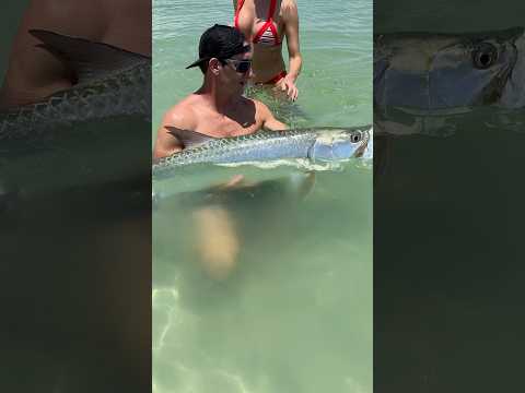 Healthy #tarpon release in crystal clear water 😎👌. #fishing #tampabay