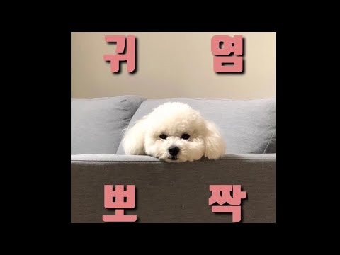 푸들의 성장과정