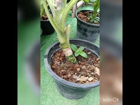 Dieffenbachia Rudolph Roehres ต้นสุขเสมอ