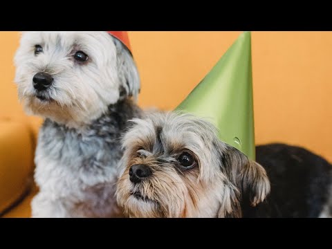 Birthday party short II #shorts