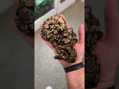 My Baby Pythons Have All HATCHED! *TINY* #shorts #reptiles #animals #snakes #baby #ballpython