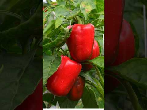 One thing = 200% more peppers!