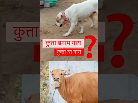 Gau Mata | Kutta | Shastr | Hindu | Sanatan Dharma | Kalyug | Apavitra #shorts