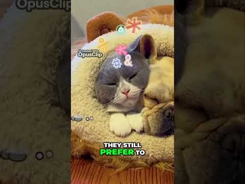 Unforgettable Moments: Dogs and Cats Bonding Together