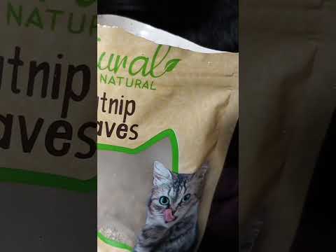 This cat makes me laugh Shadow is so funny 🤣 #cats #mentalhealth #comedy #family #love
