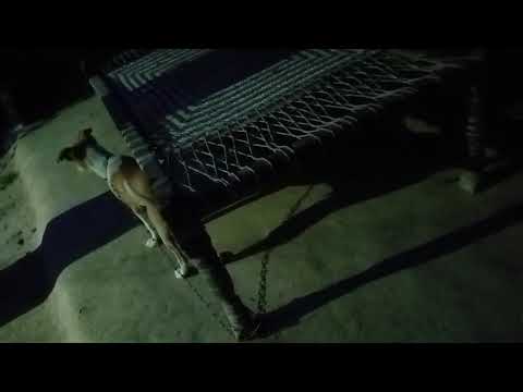 Andhere me mera kutta कैसे करता hai