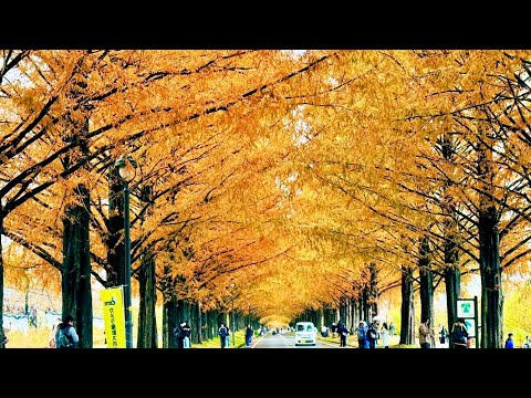 メタセコイア並木道 秋のメタセコイア並木道 滋賀県高島市マキノ2023年11月25日PM4時過ぎ
