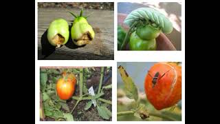 Tomato Troubleshooting Tips