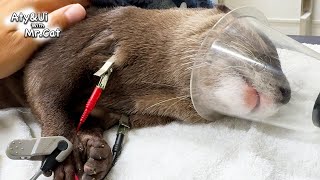 UI Underwent Tumor Removal Surgery [Otter Life Day 895]