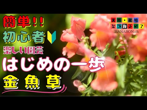 実践・栽培・どうなるの？【長く楽しめる花】簡単!!初心者楽しい園芸・最初の一歩【金魚草・スナップ】植え方・育て方・育ち方【園芸・ガーデニング】
