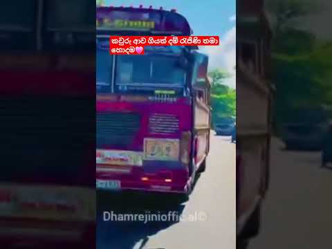 දම් රැජිණි NC-1931 ත් සැර පැදිල්ලක❤️‍🩹#kasiya_bus_kingdom #viral #dhamrejini #trending #bus