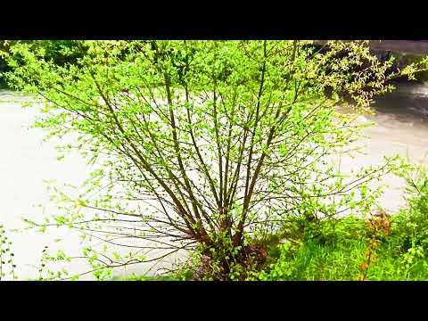 rest and good mood in a few minutes, use video for meditation