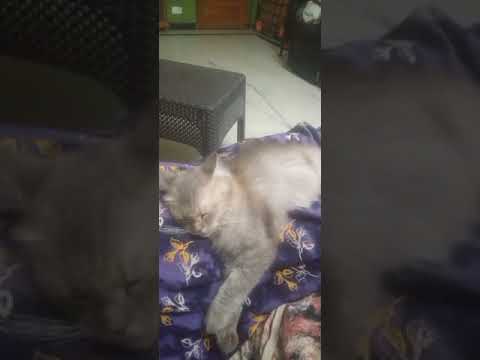 cat video | cat sleeping video