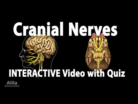 NEW! INTERACTIVE Video with Quiz: Cranial Nerves - Anatomy and Physiology