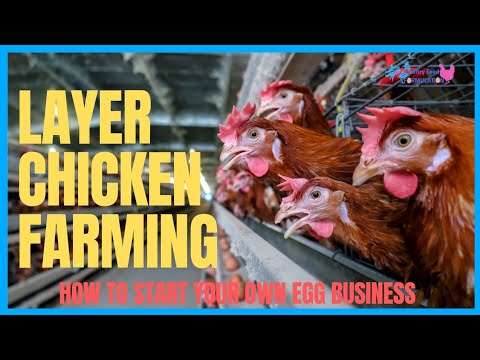 Layer Chicken Farming: How to Start Your Own Egg Business