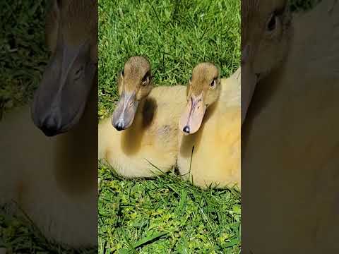 Baby Ducks🐣🐤 #honeypie #ducklings #raisingducks