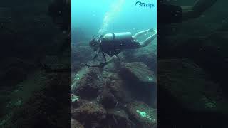 SCUBA Diving Sri Lanka Under Water Beauty - Tour Gossips #shorts