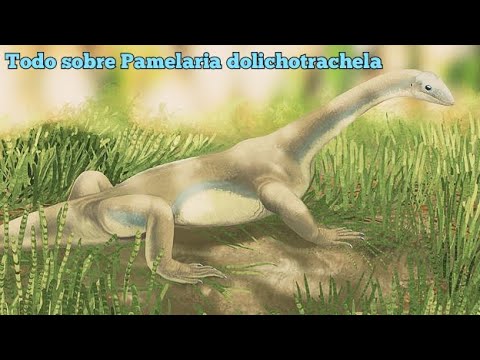Todo sobre Pamelaria dolichotrachela