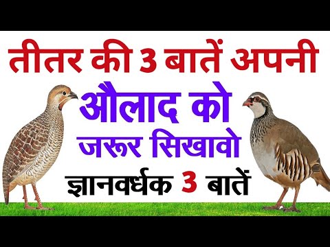 #तीतर की ये 3 बाते ||अपनी औलाद को जरुर सिखाऐ|| motivational Hindi story hindi kahani #teetarkikahani