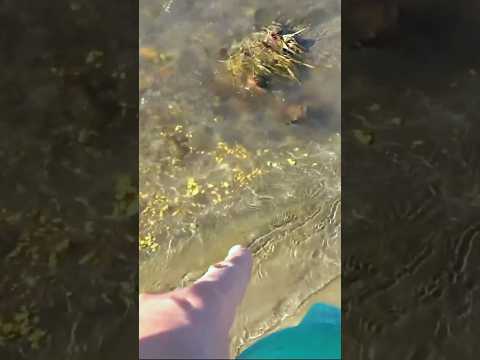 Gold Found in Riverbank Sand 🌐 #jewelry #gold #luxury #shorts