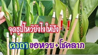 How to light incense and chant the lottery mantra "Wilson's Millionaire Tree❗️" The Wilson's Mill...