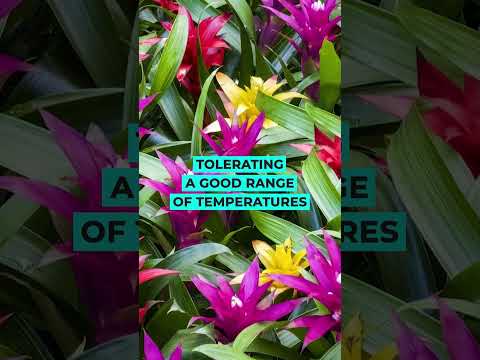 About Bromeliad Plant #houseplants #indoorplants #shortvideo