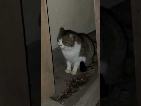 餌をあげたら住み着いた野良猫たち #cat #cute #猫 #野良猫