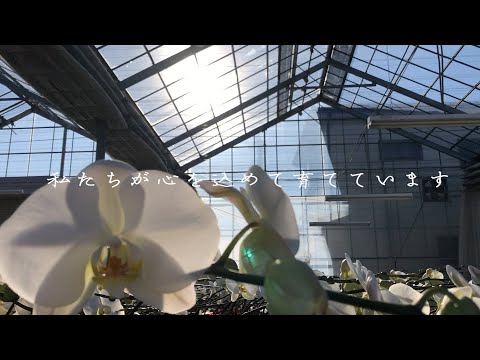 蘭を育てる匠たち