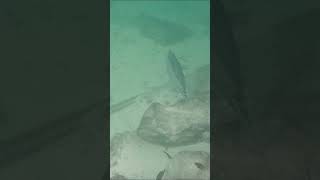 Incredible Unicorn Tang Fish Spotted While Diving in Sri Lanka! 🐠🌊 #Shorts