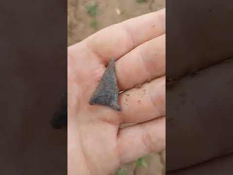 Eared Triangles side by side #arrowheadhunting #indianastones #artifact #ancient #amazing #pa #dirt